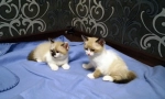 Котка порода сноу-шу (снимка): котка аристокрация в орехови тонове